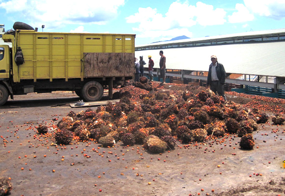 Receiving section of palm fruits bunches