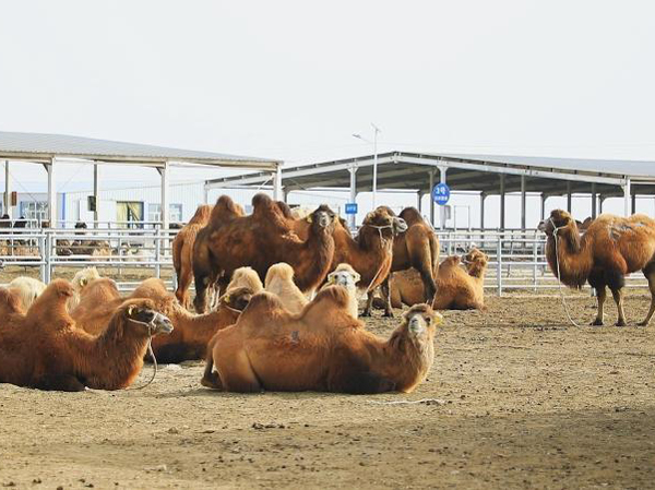 Camel feed production line