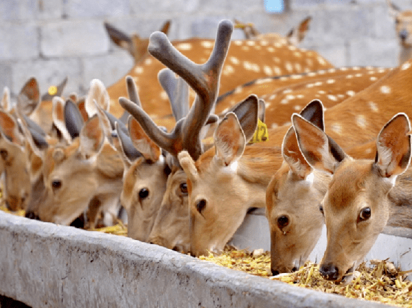 Deer feed pellet production line