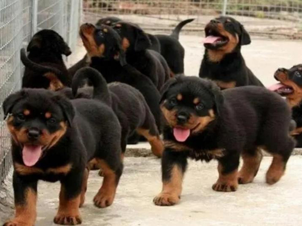 Dog feed production line