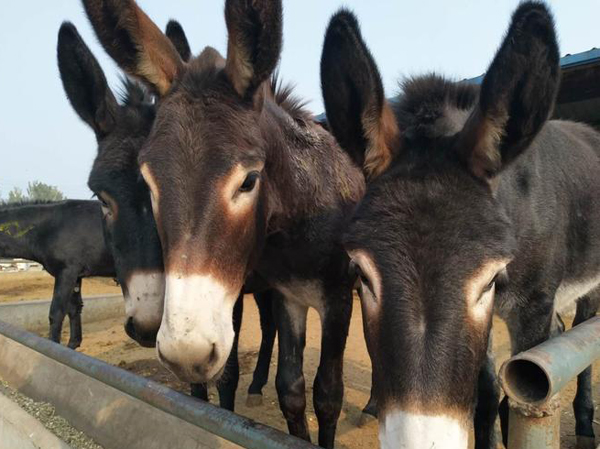 Donkey feed production line