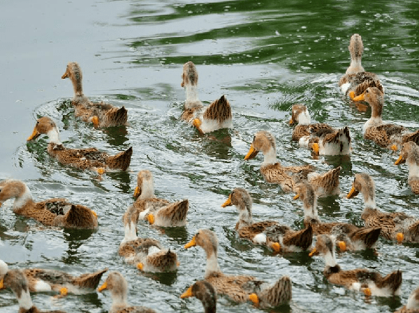 Duck Feed Production Line