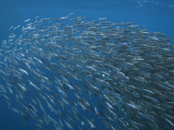 Fish Feed Production Line