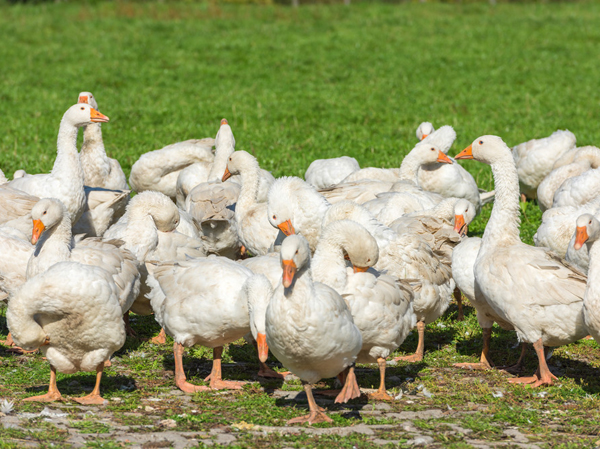 Goose Feed Production Line

