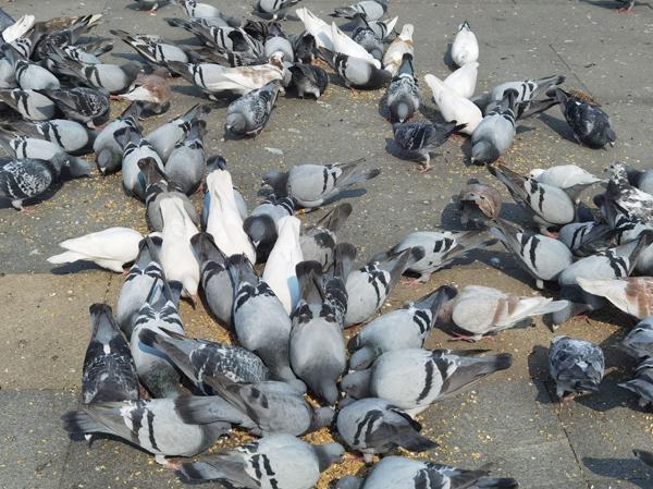 Pigeon Feed Production Line

