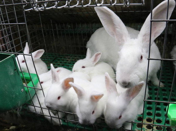 Rabbit feed production line