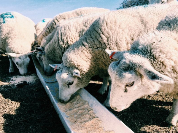 sheep feed production line