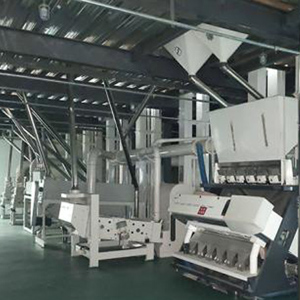 Grain and pulses processing line