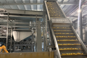 Dried Fruit Vegetable Slices Production Line Manufacturer