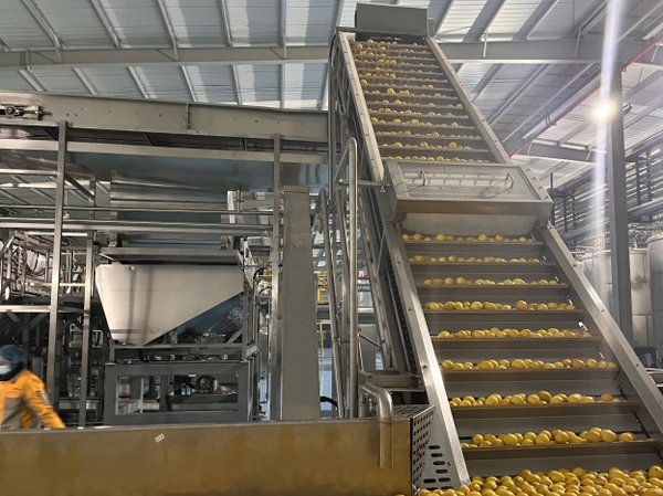 Dried Fruit Vegetable Slices Production Line Manufacturer