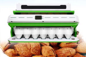 Manufacturer of almond color sorting machine