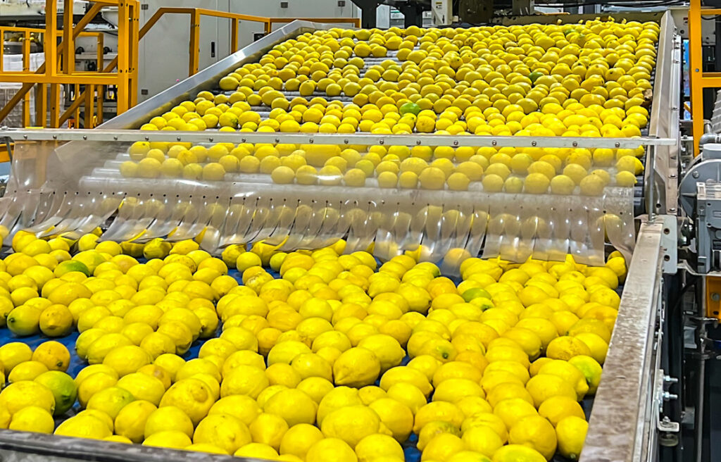 Manufacturer of automatic lemon juice production line