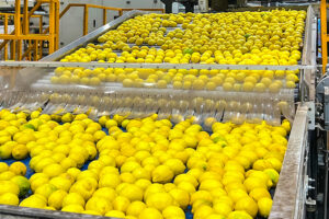 Manufacturer of automatic lemon juice production line