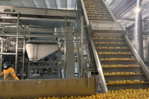 Manufacturer of automatic mango juice production line