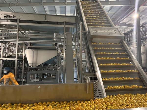 Manufacturer of automatic mango juice production line