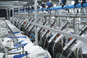 Manufacturer of fully automatic goat milk production line