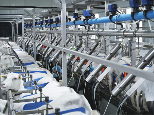 Manufacturer of fully automatic goat milk production line