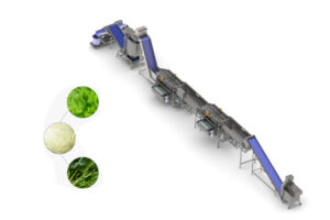 Manufacturer of large scale automatic continuous leafy vegetable cleaning line