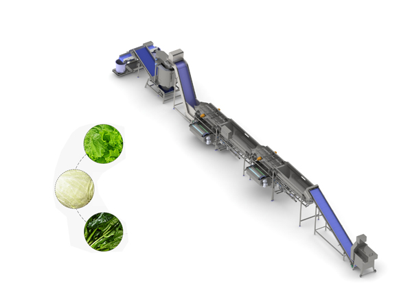 Manufacturer of large scale automatic continuous leafy vegetable cleaning line