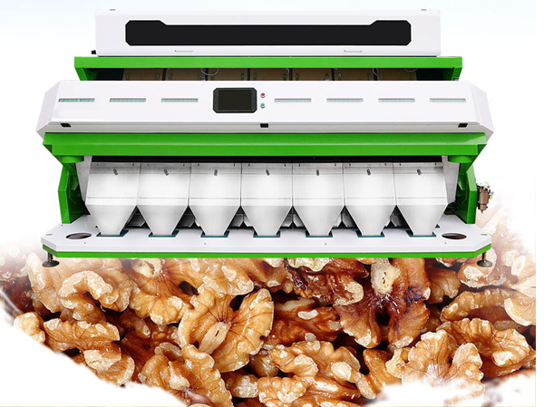 Manufacturer of walnut kernel color sorting machine